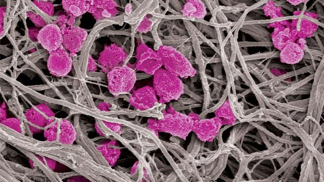 Platelet “Decoys” Outsmart Clots and Cancer