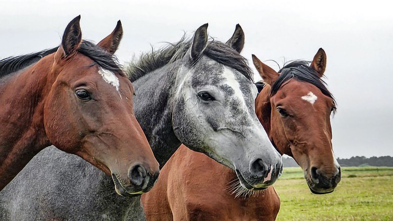 Endocrine-disrupting Chemicals Linked to Equine Metabolic Syndrome
