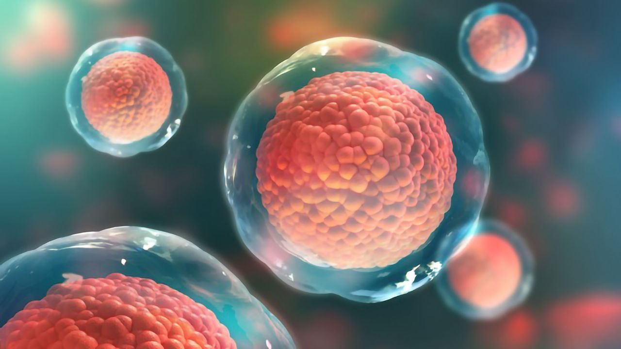 CRISPR/Cas9 Knockout Cell Lines and Lysates