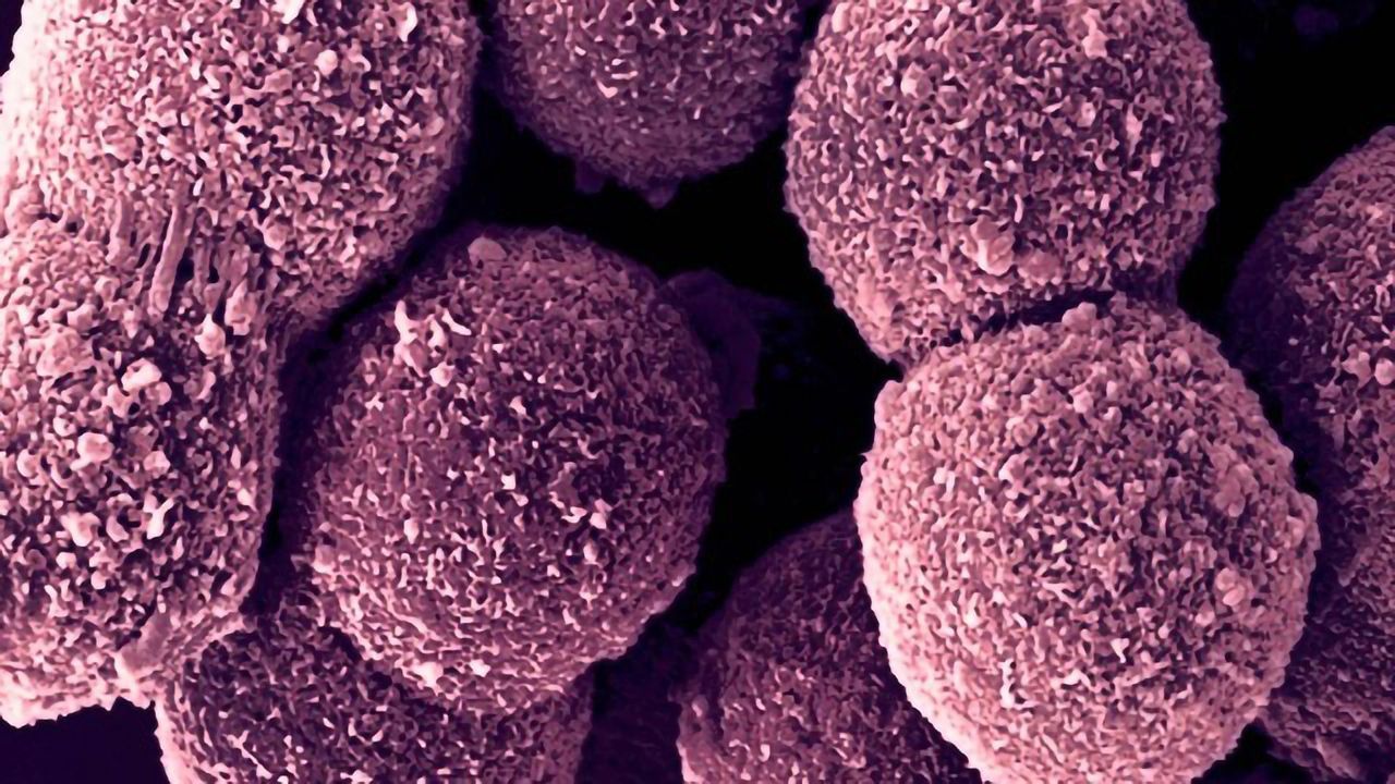Lonza’s New Pooled Donor Suspension Hepatocytes Enable the Next Level of Reliability, Robustness and Customizability