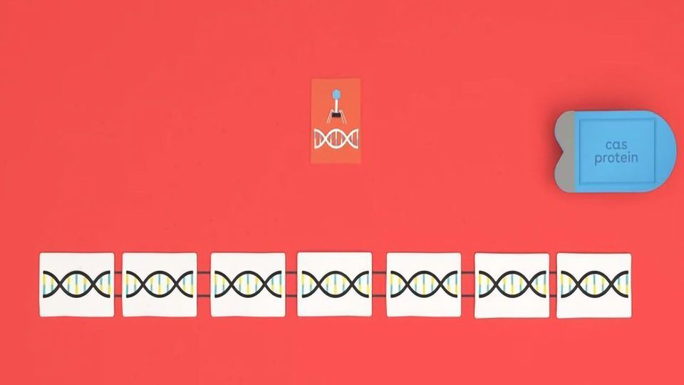 How CRISPR lets you edit DNA content piece image