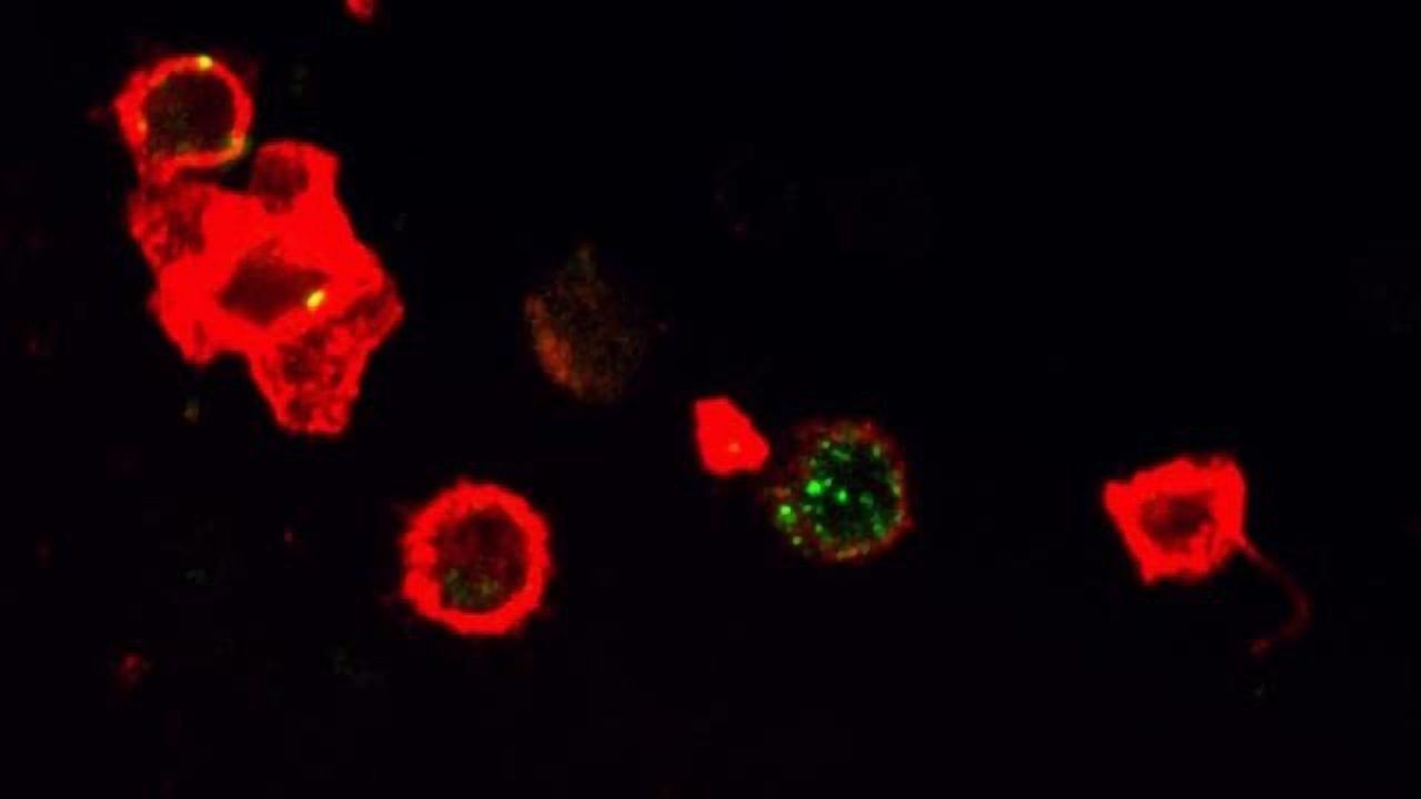 Immune Stimulant Molecule Protects Against Multiple Cancers