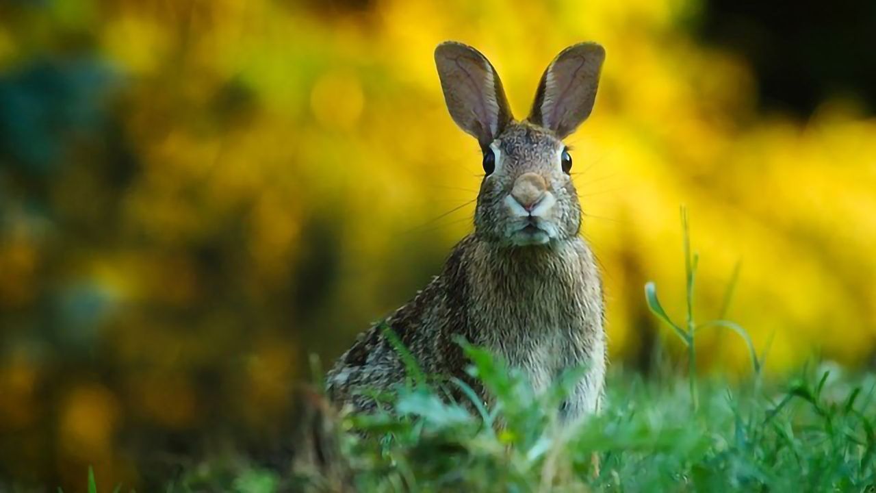 Let the Rabbit See the Virus