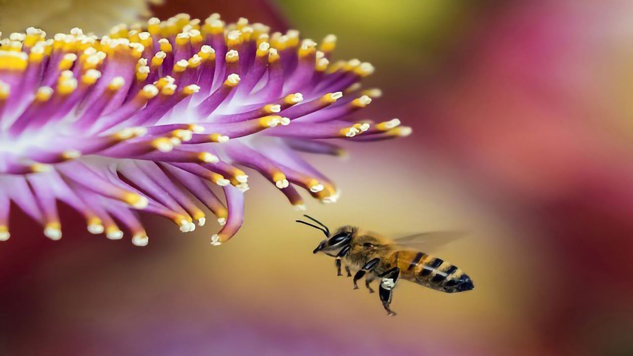 Honeybee’s “Clean” Genes