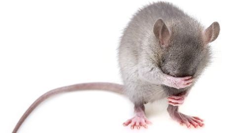 Depression Reversed in Male Mice by Activating a Gene That Helps Excite, Excitatory Neurons