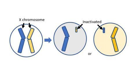 Rare Brain Disease Could Hold Clues for Common Disorders