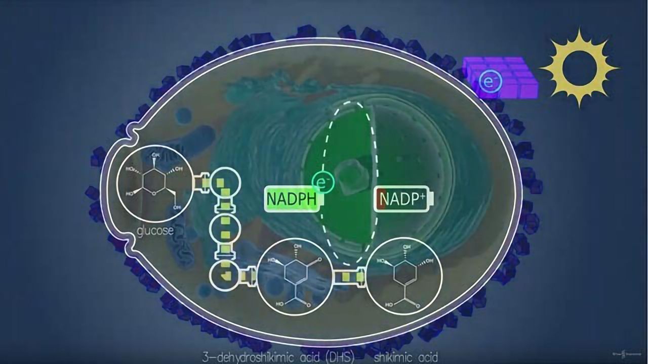Light Driven Fine Chemical Production in Yeast Biohybrids