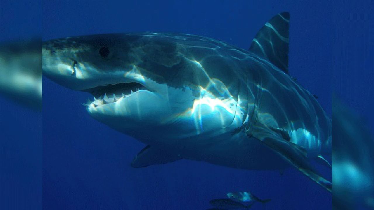 Great White Shark Genome Decoded