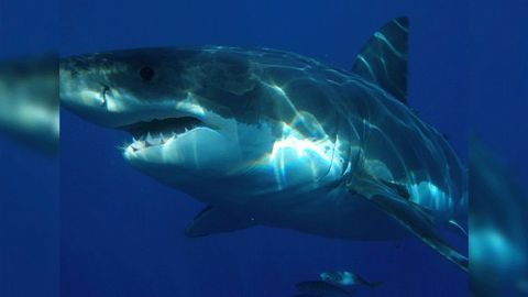 Great White Shark Genome Decoded
