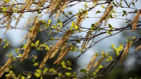 A Solution for Pollen Allergies?