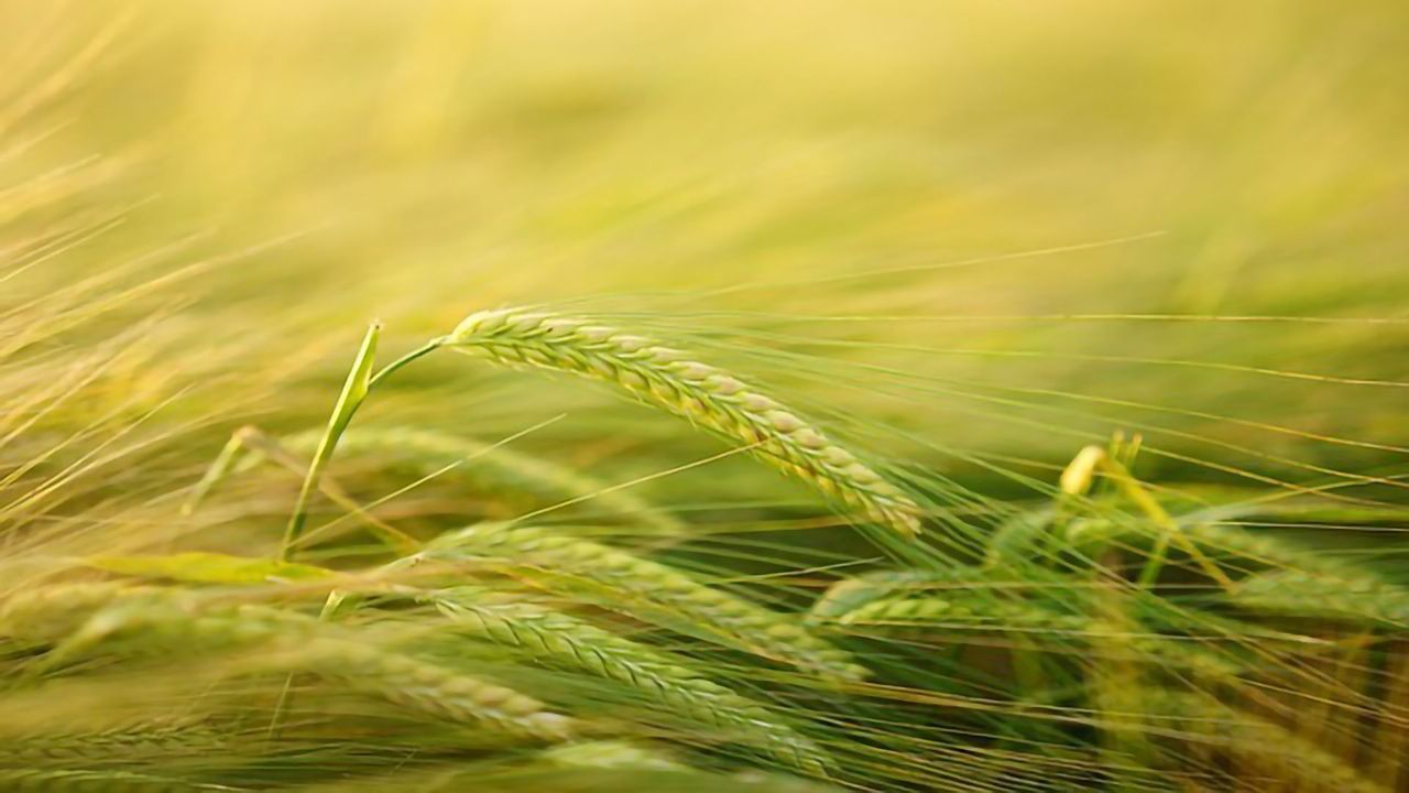 Plants Can Skip the Middlemen to Directly Recognize Disease-causing Fungi