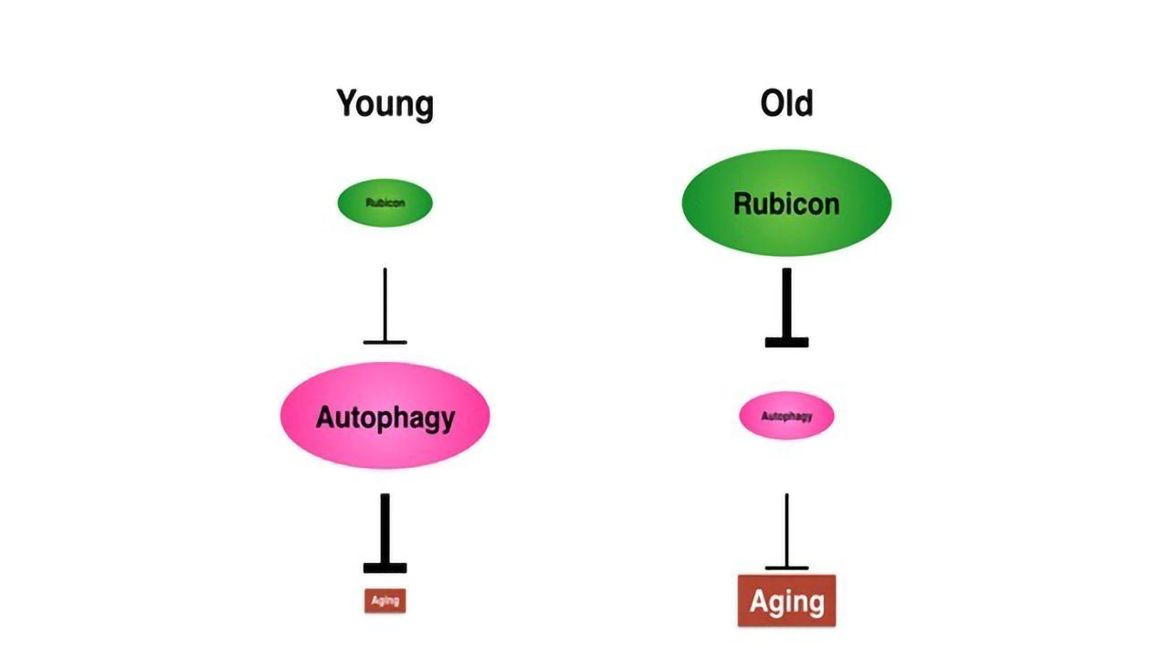 Rubicon Alters Autophagy in Animals During Aging