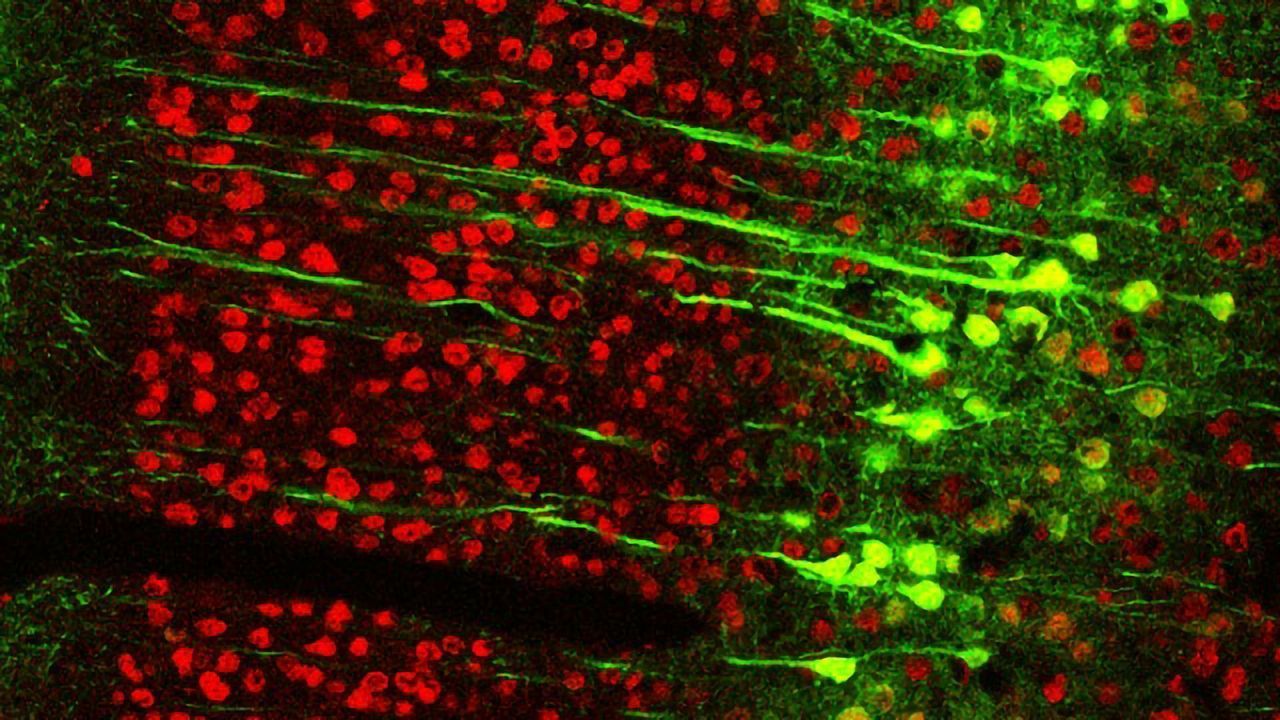 New Study in Mice Reveals Unexpected Place for Learning, Memory in the Brain
