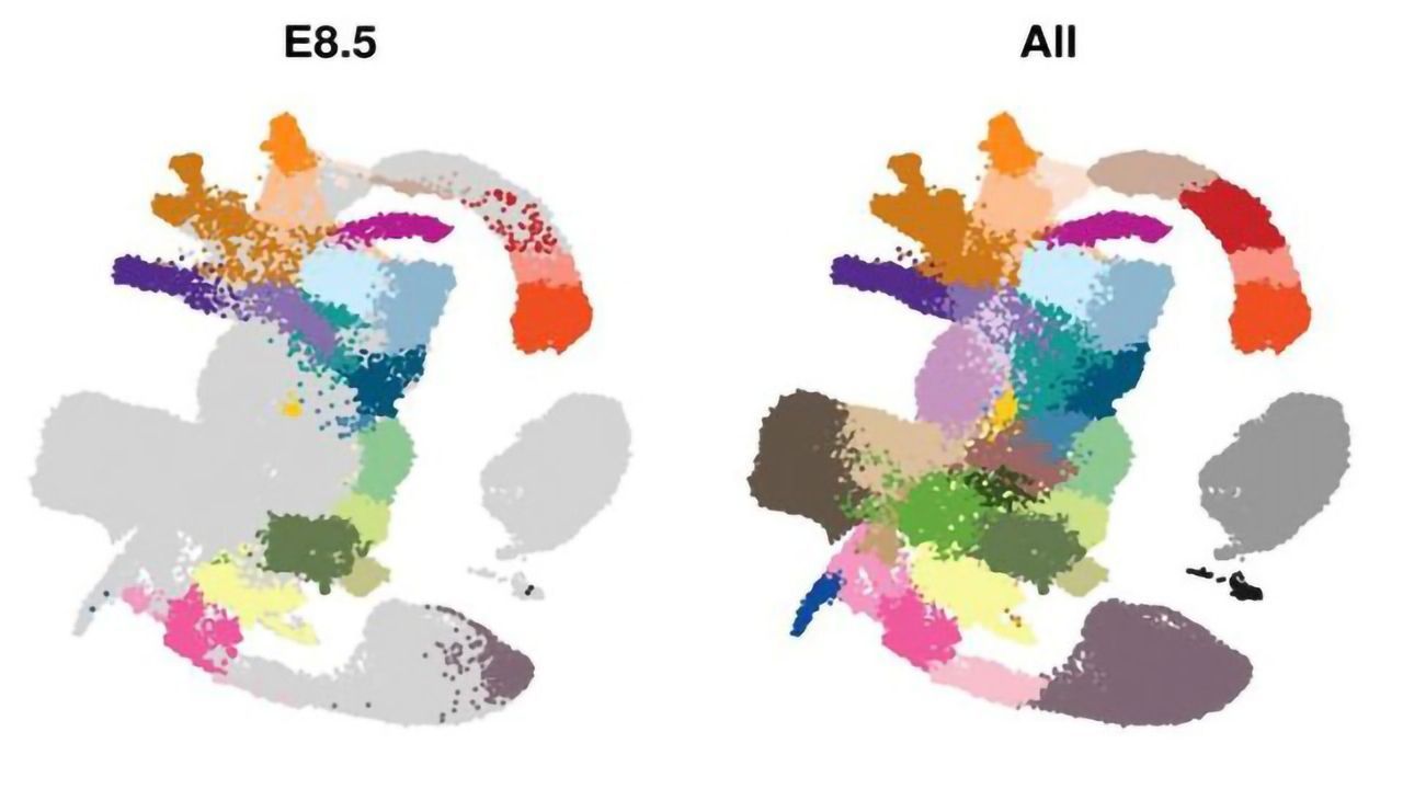 A Molecular Blueprint of Early Embryo Development