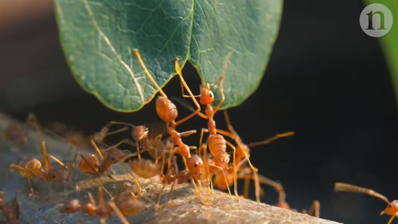 Inside the Ant Lab: Mutants and Social Genes