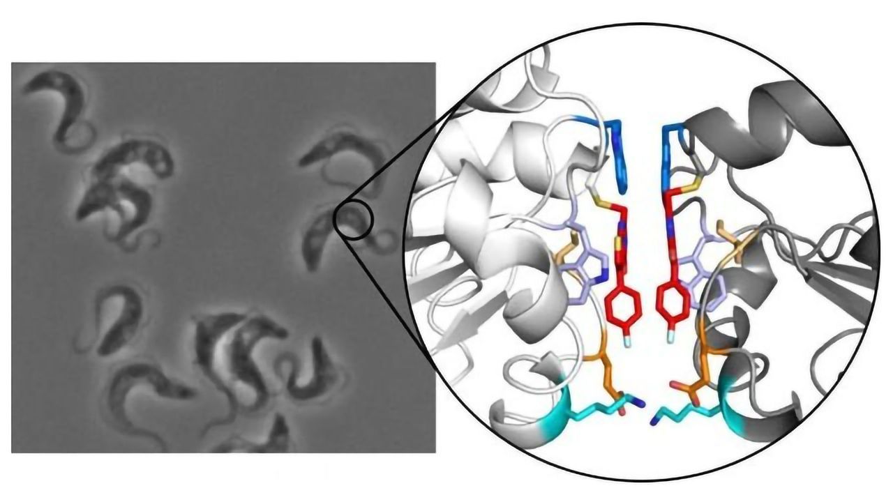 Therapeutic Approach to Tackle African Sleeping Sickness