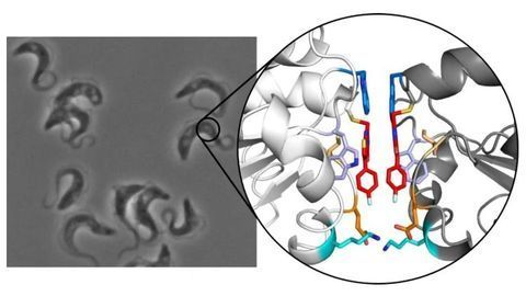Therapeutic Approach to Tackle African Sleeping Sickness