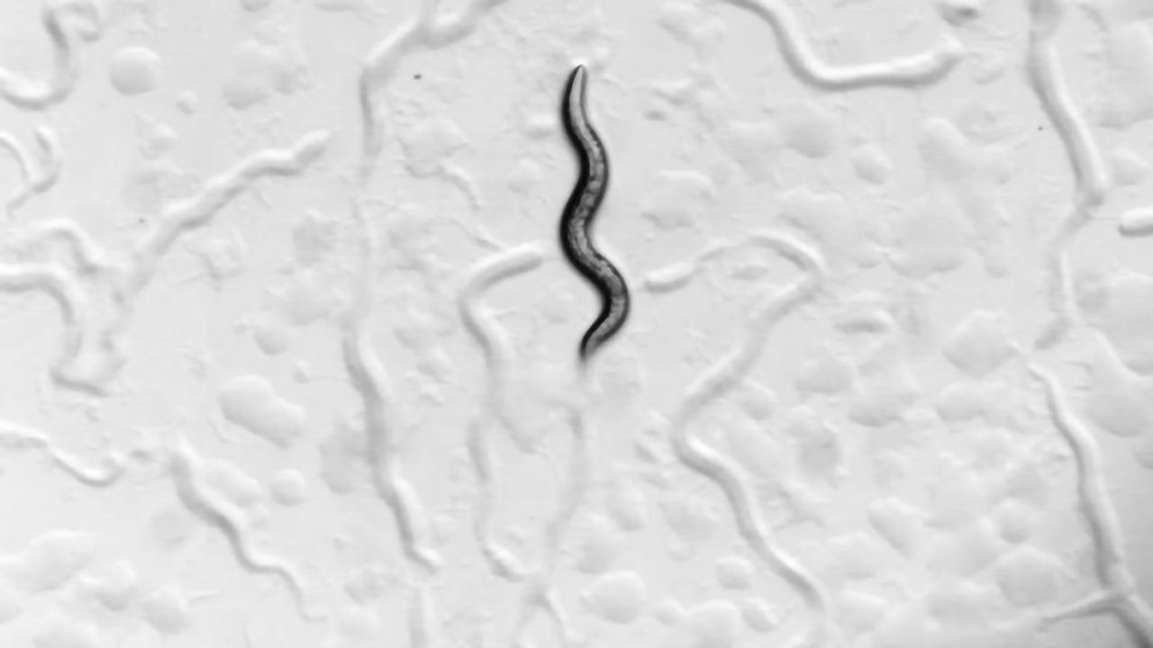 Researchers Peer Inside the Mind of the Worm for Clues on How Memories Form
