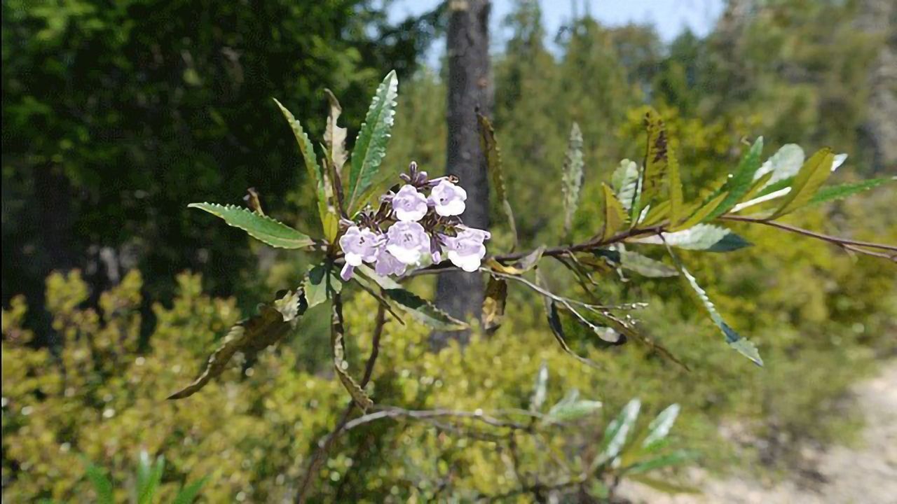 Active Component of "Holy Herb" a Neuroprotective Candidate