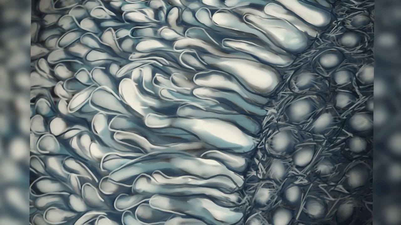 Mitochondria Carrier Protein Directs the Use of Glucose in Retina Cells
