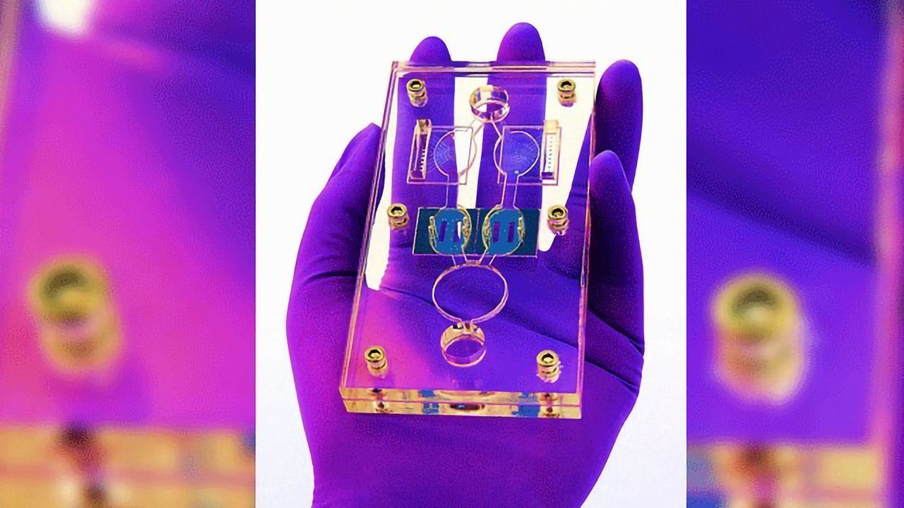 Multi-organ "Human-on-a-Chip" Enables Long-term Toxicology Testing