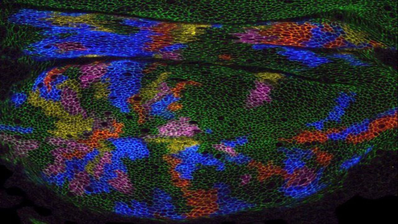 Fruit Fly Wings May Help Genetic Medicine Take Off