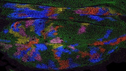 Fruit Fly Wings May Help Genetic Medicine Take Off