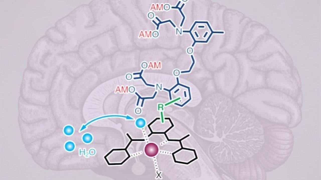 MRI Calcium Imaging Peers Deep into the Brain
