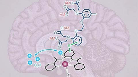 MRI Calcium Imaging Peers Deep into the Brain