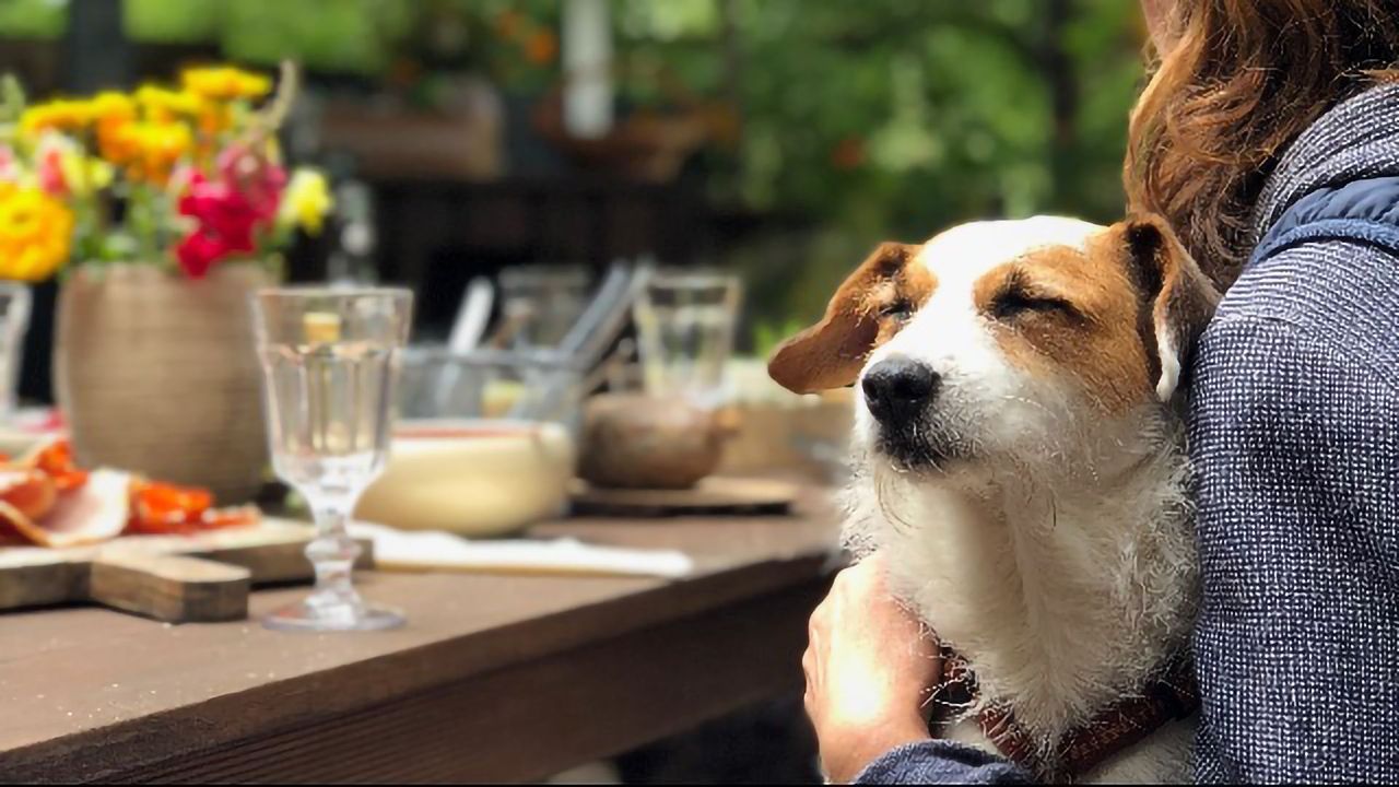 Old Dog, New Tricks
