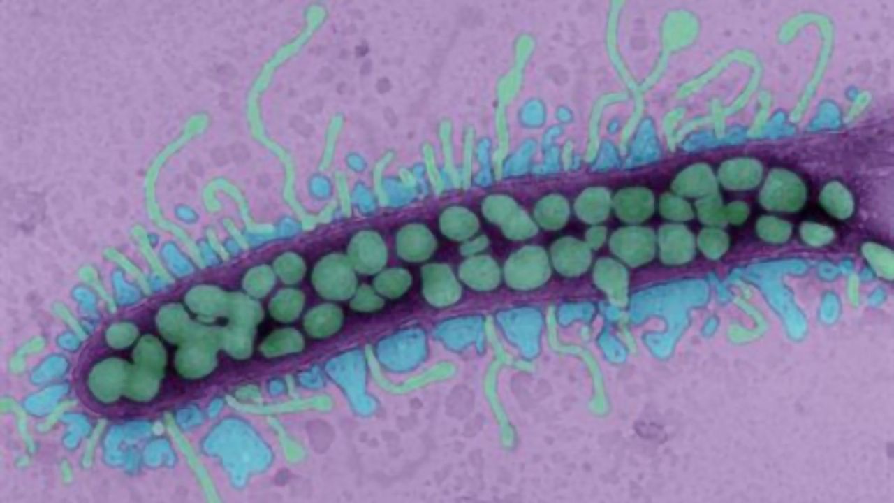 Phage Therapy Trial Launched Following FDA Approval
