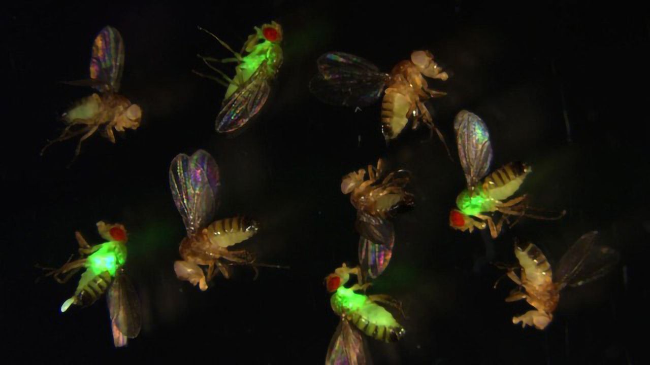 CRISPR Reveals the Secret Role of Antimicrobial Peptides