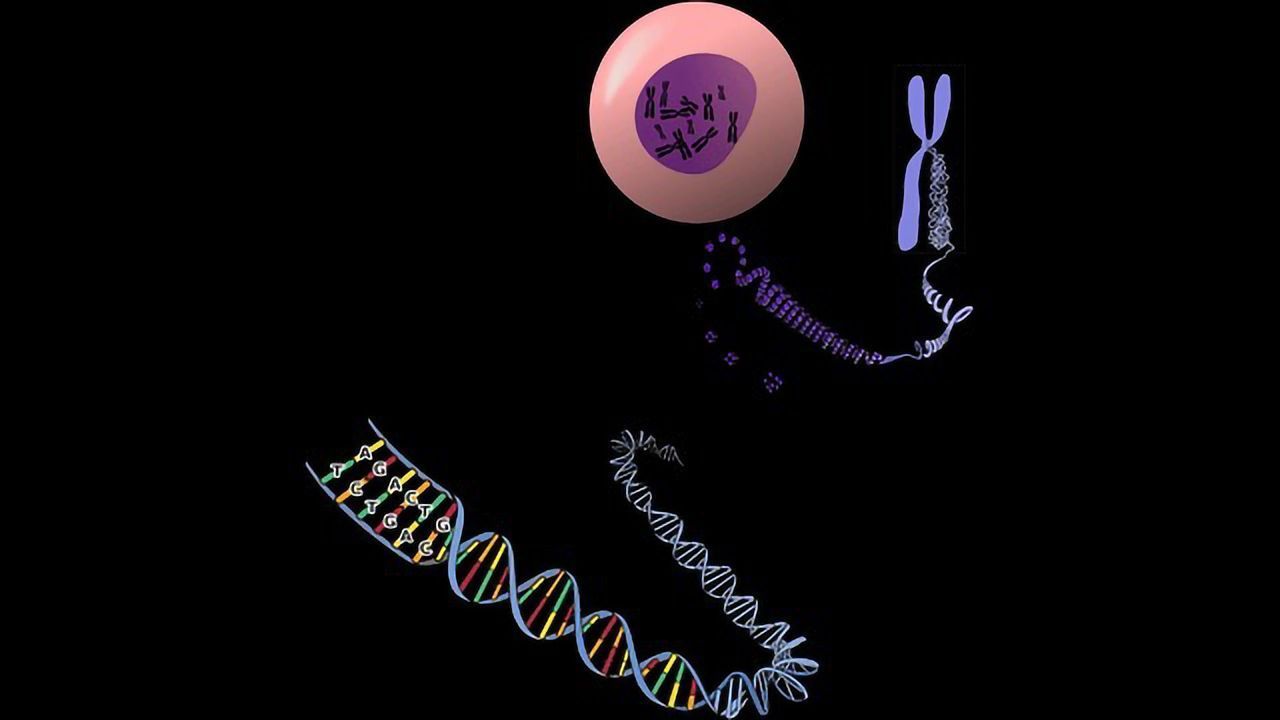 Mutant miRNA Integral to Rare Skeletal Disease Pathology