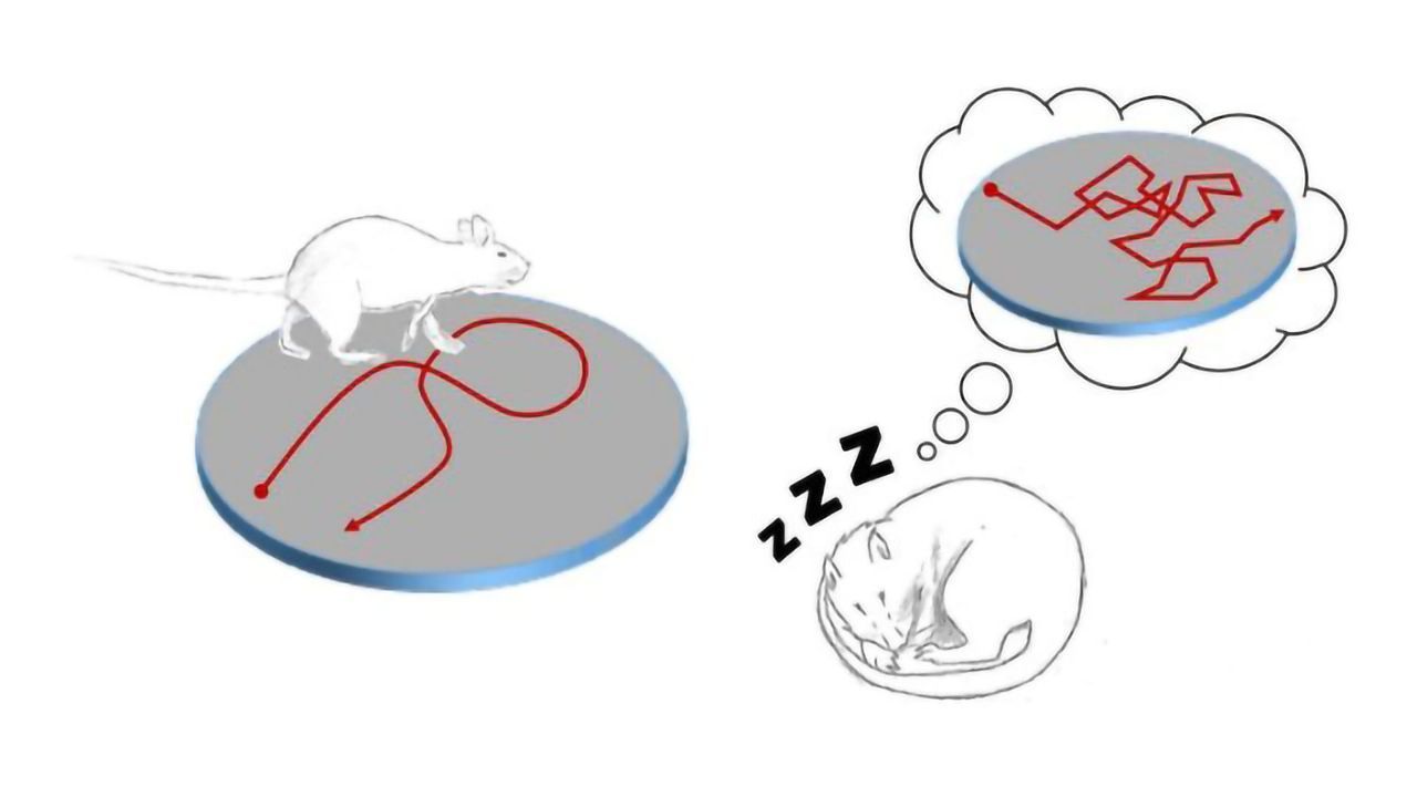 Rats Randomly Replay Movement During Sleep