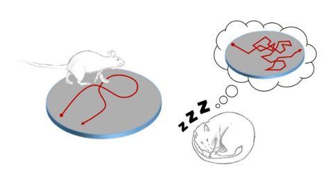 Rats Randomly Replay Movement During Sleep