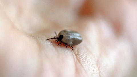 Tick Saliva Possible Cause of Red Meat Allergy