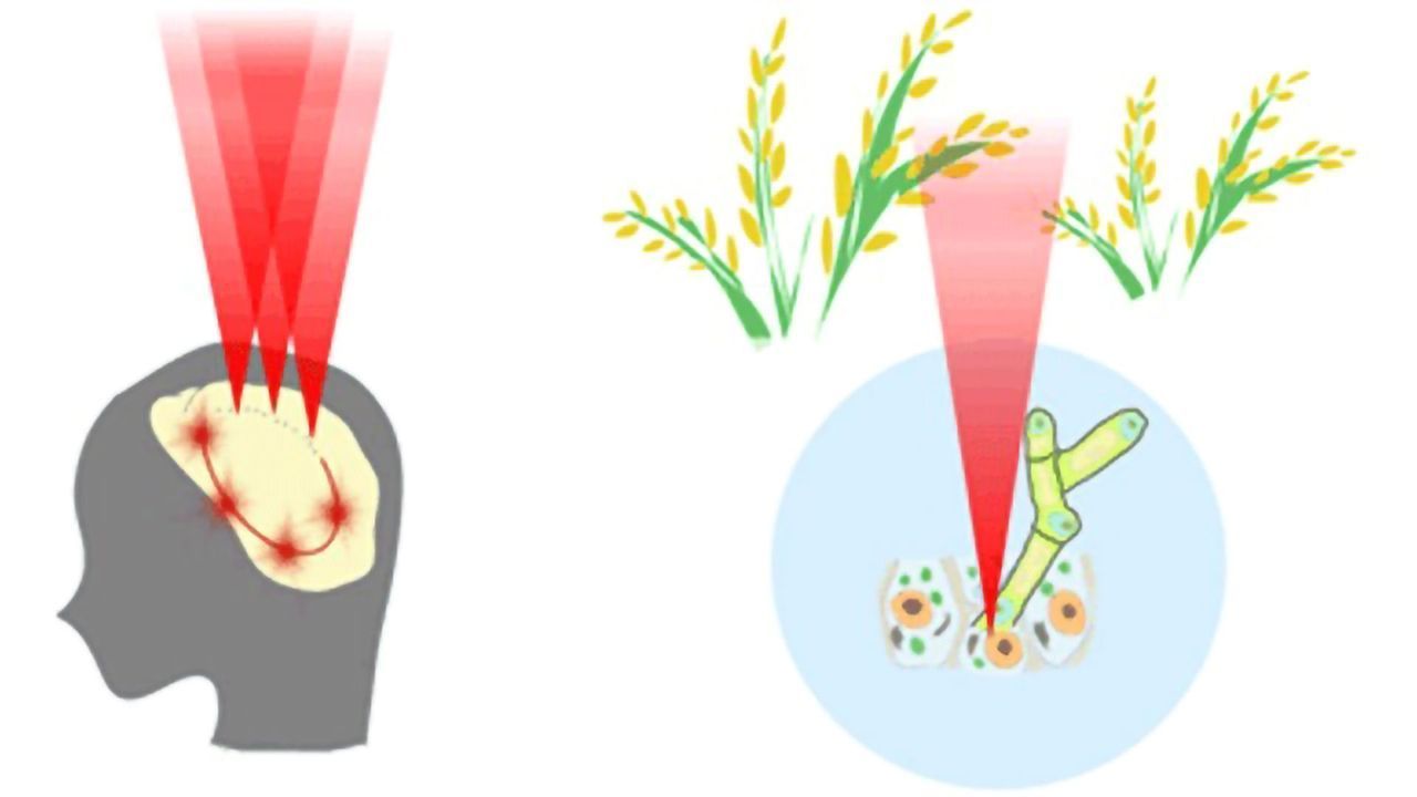 Manipulating Cell Networks With Light – New Frontiers in Optical Microscopy