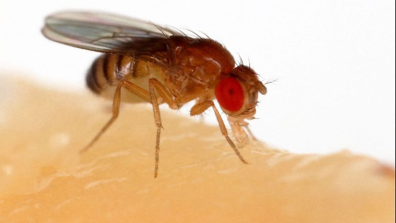 Defective Cellular Waste Disposal Provides Insight into ALS