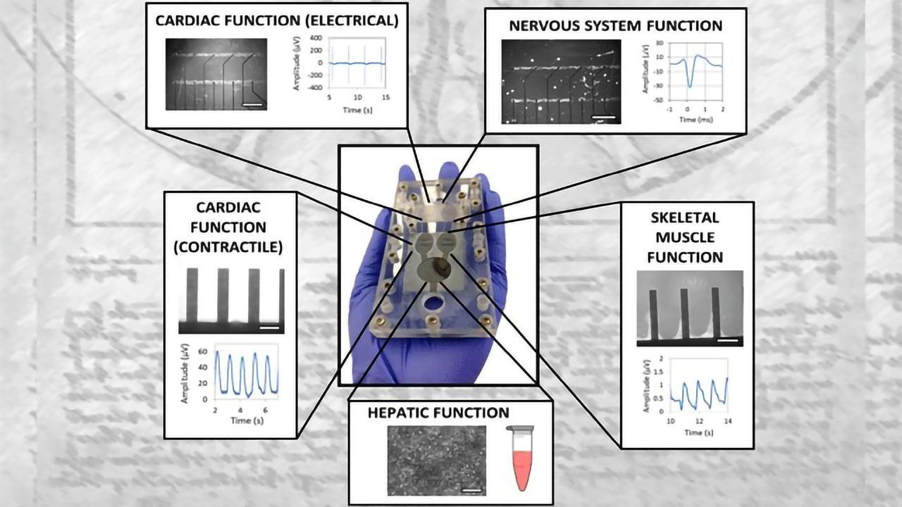 The Vision for Multi-organ Human-on-a-Chip Models