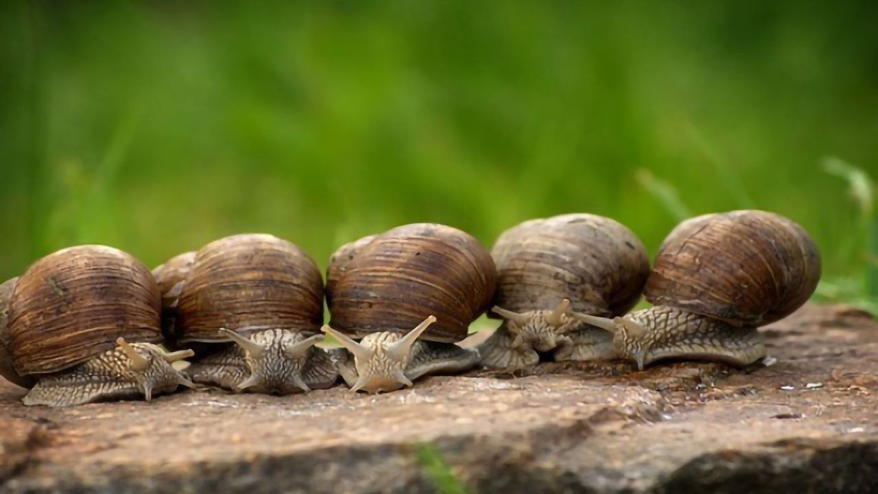 Snails: Right-handed or Left-handed?