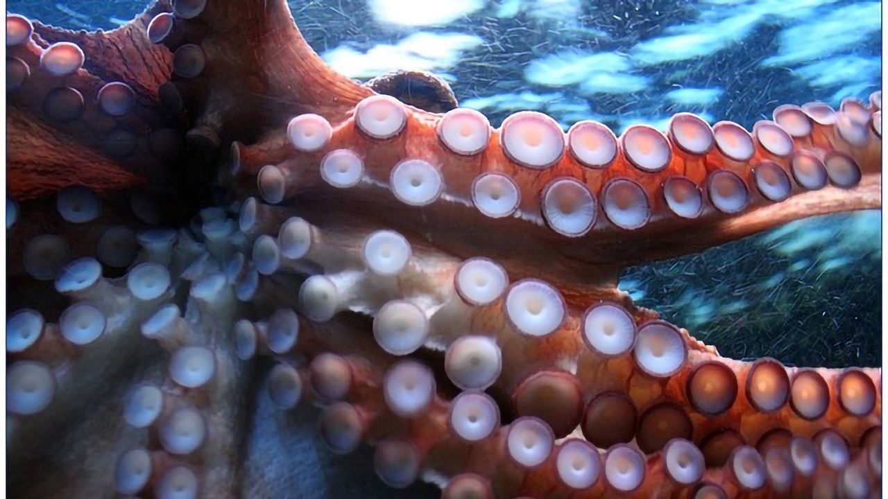 No Squid Were Harmed in the Making of This Film