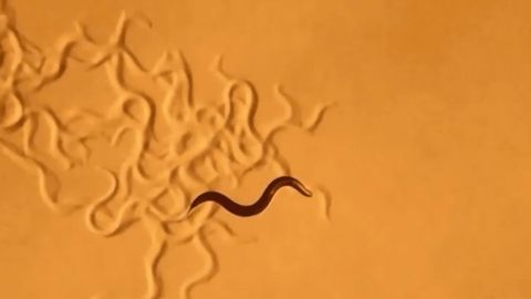 Hungry Hungry... Worms?