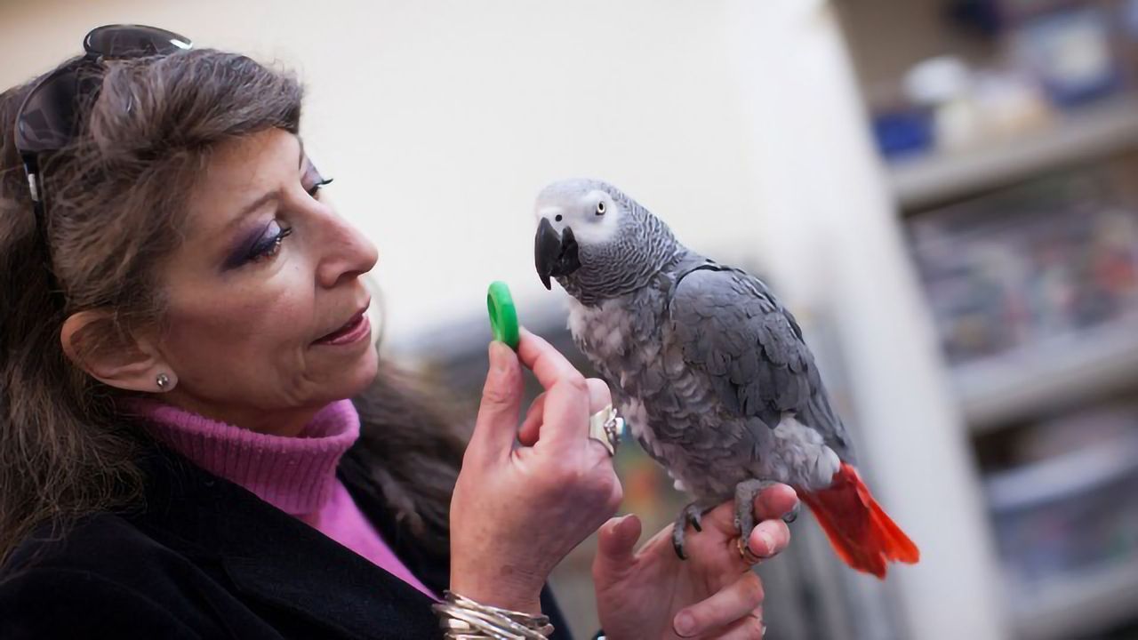 Bird Brain: Parrot Passes Classic Intelligence Test