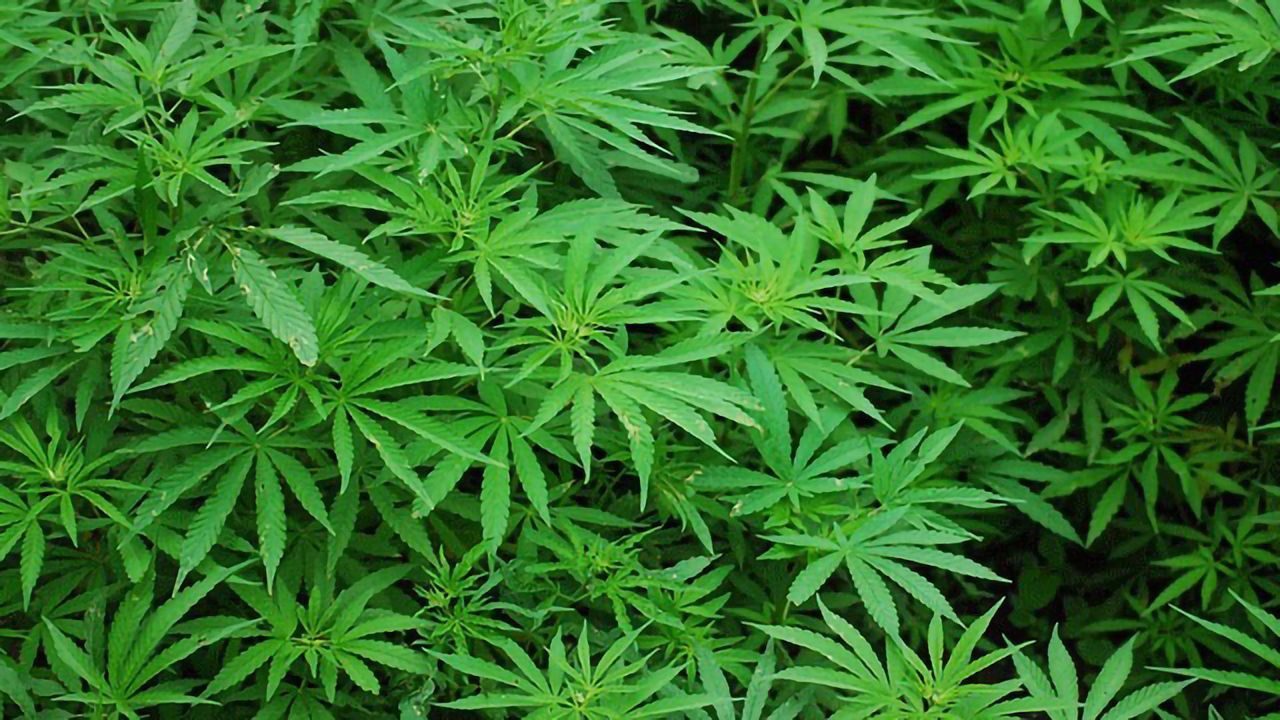 Self-reported Health Symptom Relief Gauged for Cannabis Product Characteristics