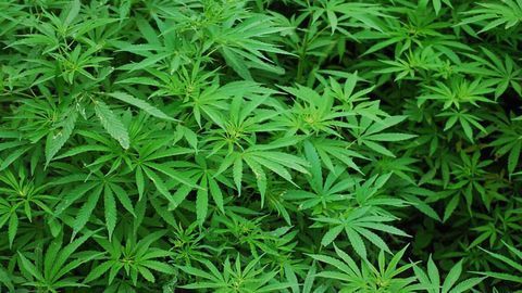 Self-reported Health Symptom Relief Gauged for Cannabis Product Characteristics
