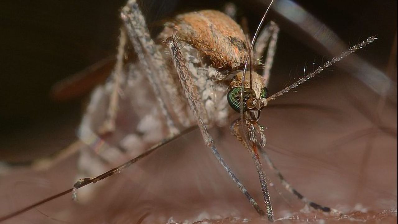 Timing Brazil's Chikungunya Outbreak With a "Molecular Clock"