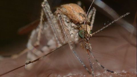Timing Brazil's Chikungunya Outbreak With a "Molecular Clock"