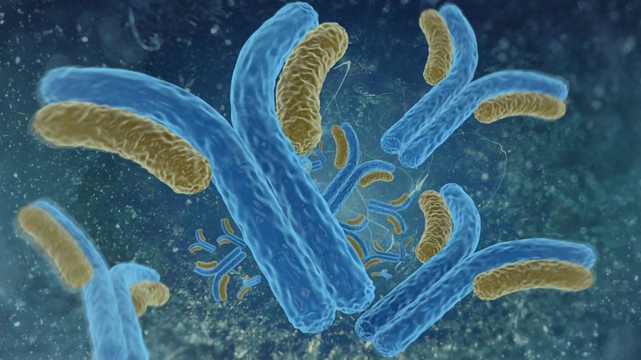 The Hunt for Therapeutic Antibodies