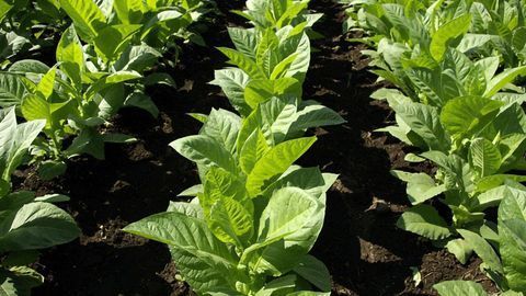 Tobacco Plants Transformed Into Green Bioreactors to Produce Human Proteins