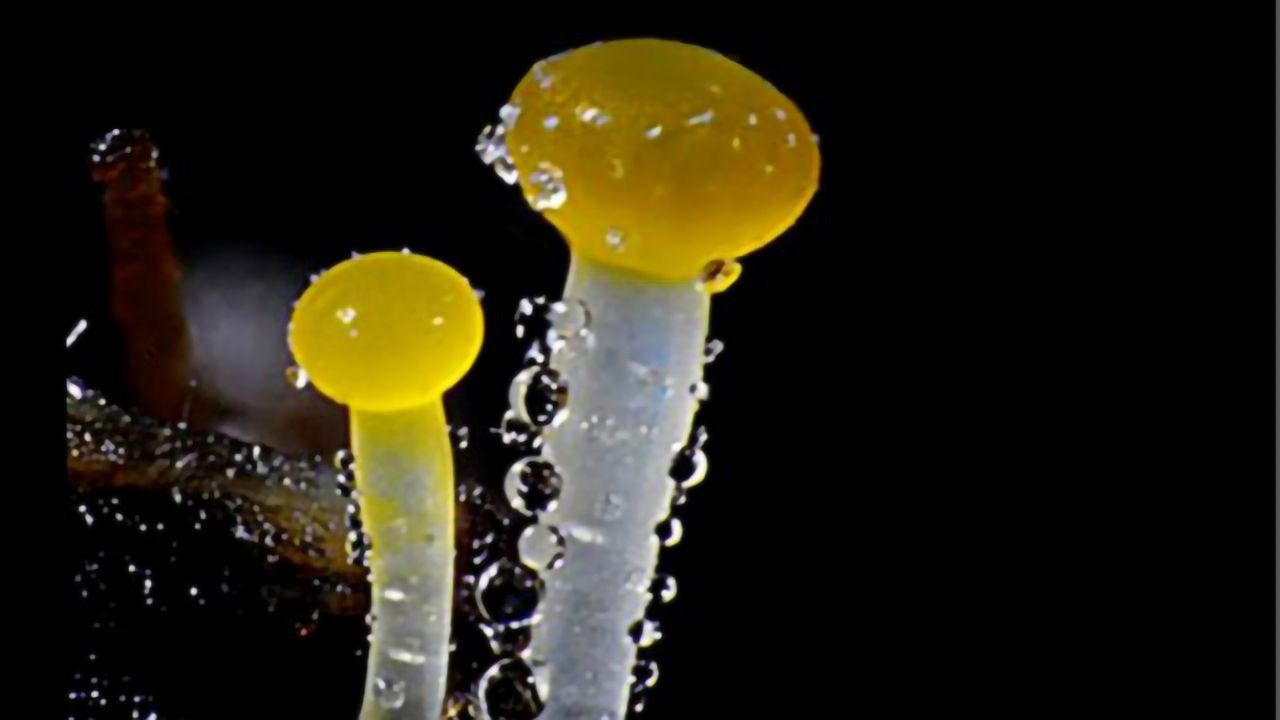 The Spectacular World of Microbial Imaging